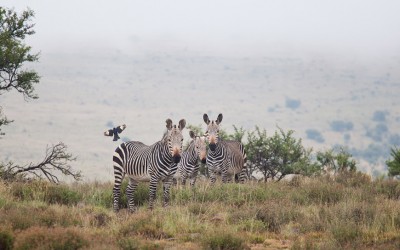 Reise nach Südafrika – Teil 2: tierisch toll