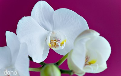 Orchidee eingekauft
